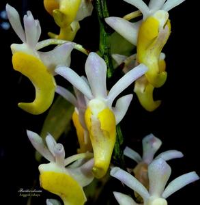 Aerides odorata