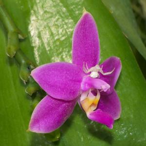 Phalaenopsis violacea