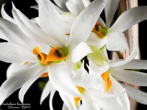 Dendrobium bracteosum