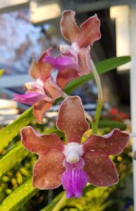 Vanda tessellata