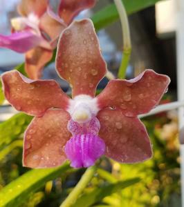 Vanda tessellata