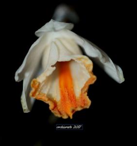 Dendrobium chapaense