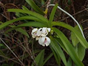 Vanda flavobrunnea