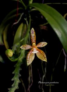 Phalaenopsis pantherina