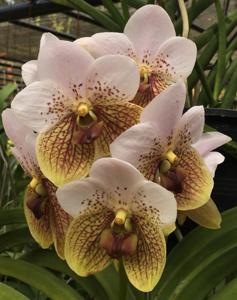 Vanda sanderiana