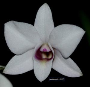 Dendrobium affine