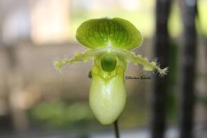 Paphiopedilum primulinum