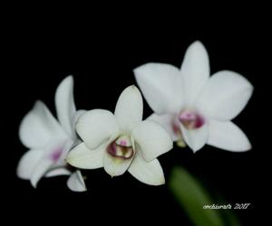 Dendrobium affine