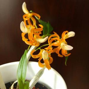 Dendrobium unicum