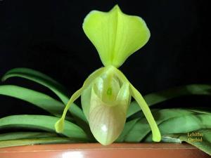 Paphiopedilum helenae