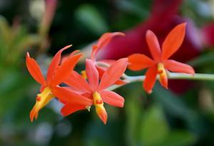 Prosthechea vitellina
