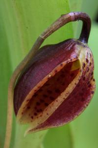 Phloeophila pelecaniceps