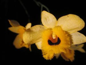 Dendrobium fimbriatum