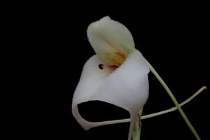 Masdevallia andreettana
