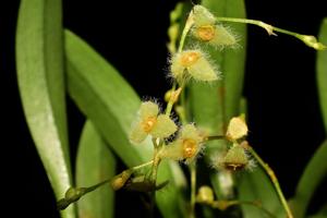 Stelis eublepharis