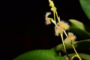 Stelis eublepharis