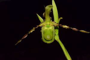 Phragmipedium boissierianum