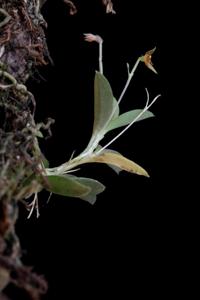 Andinia trimytera