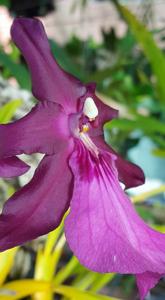 Miltonia moreliana