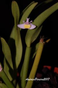 Dendrobium taylorii