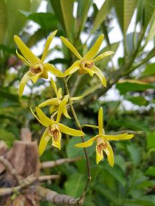 Dendrobium capra