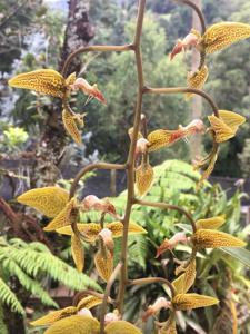 Gongora gratulabunda