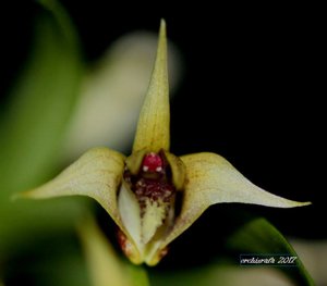 Dendrobium strongylanthum