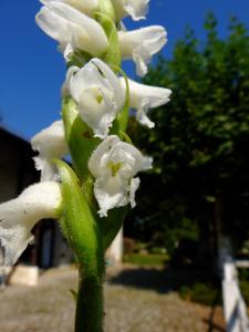 Spiranthes cernua