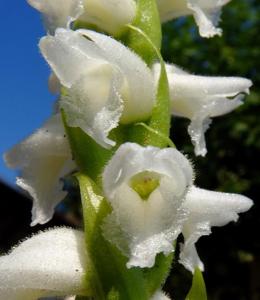 Spiranthes cernua