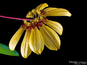 Bulbophyllum mastersianum