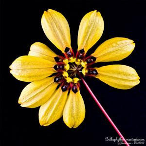 Bulbophyllum mastersianum