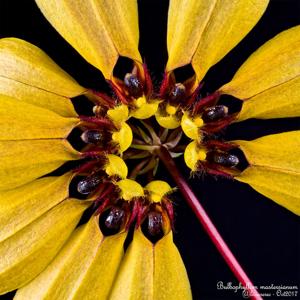 Bulbophyllum mastersianum