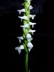 Spiranthes cernua