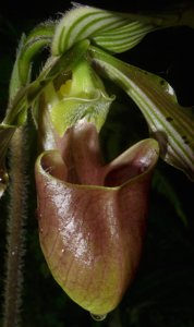 Paphiopedilum bungebelangi