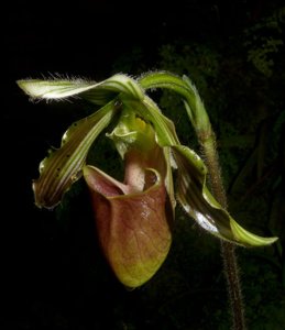 Paphiopedilum bungebelangi