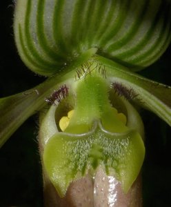 Paphiopedilum bungebelangi