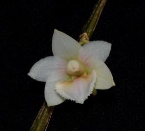Dendrobium boosii