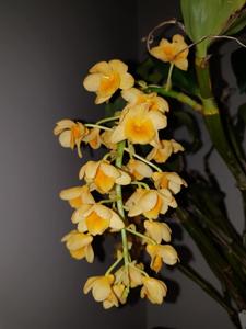 Dendrobium densiflorum