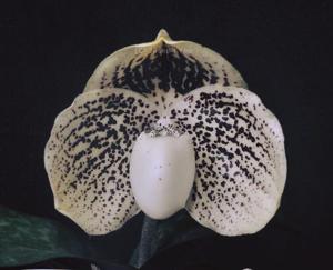 Paphiopedilum leucochilum