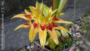 Bulbophyllum graveolens