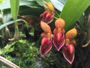 Bulbophyllum subumbellatum