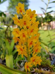 Vanda aurea