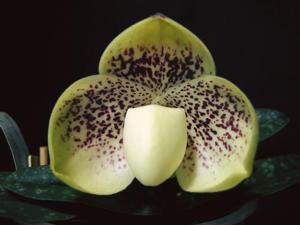 Paphiopedilum leucochilum