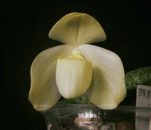 Paphiopedilum concolor