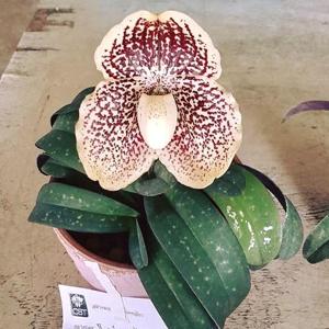 Paphiopedilum leucochilum