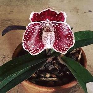 Paphiopedilum godefroyae