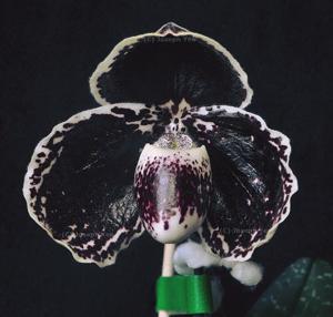 Paphiopedilum godefroyae