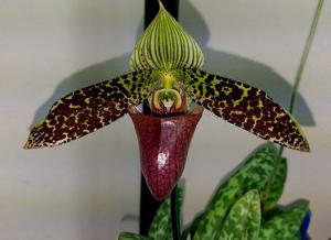 Paphiopedilum sukhakulii