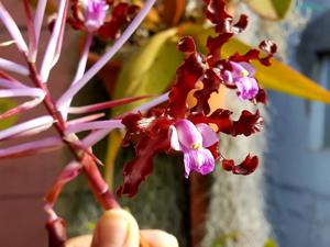 Laelia rosea