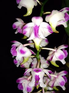 Aerides lawrenceae